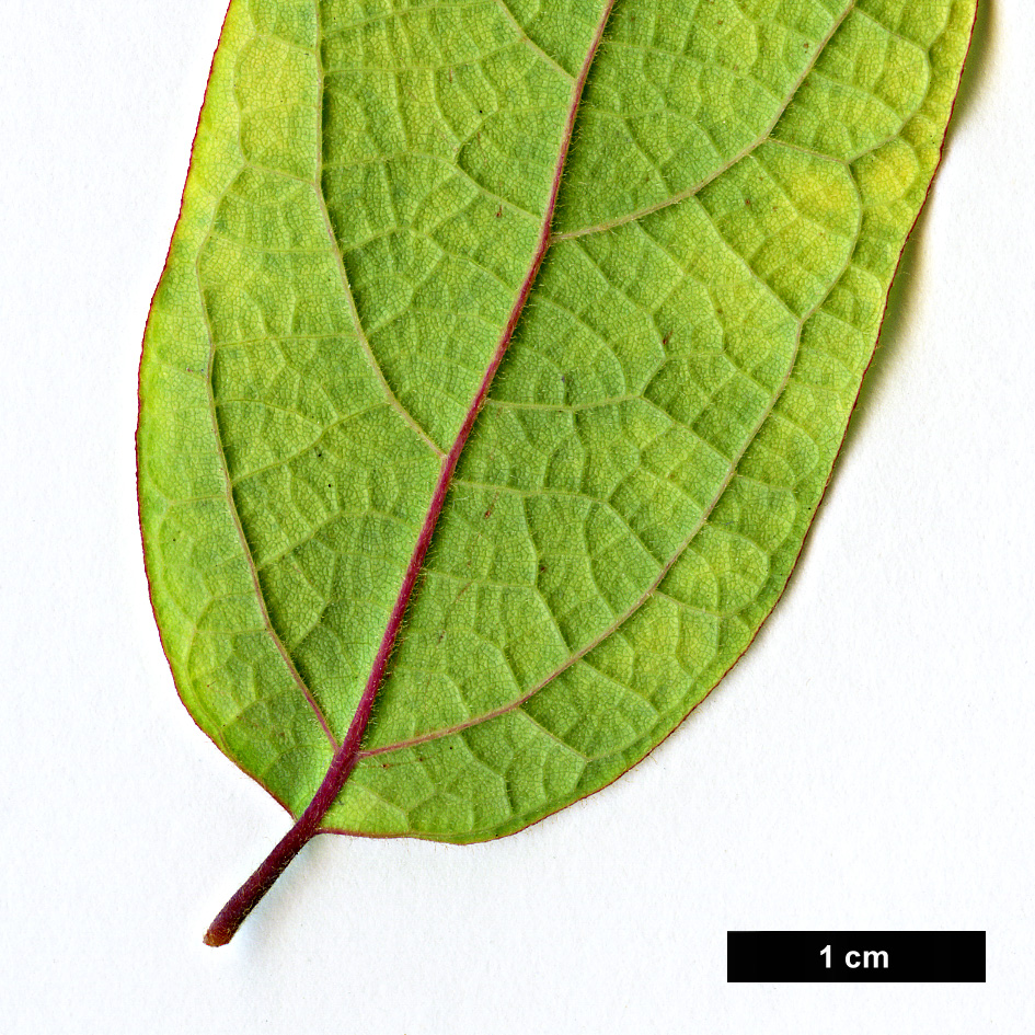 High resolution image: Family: Lauraceae - Genus: Lindera - Taxon: melissifolia High resolution image: Family: Lauraceae - Genus: Lindera - Taxon: melissifolia